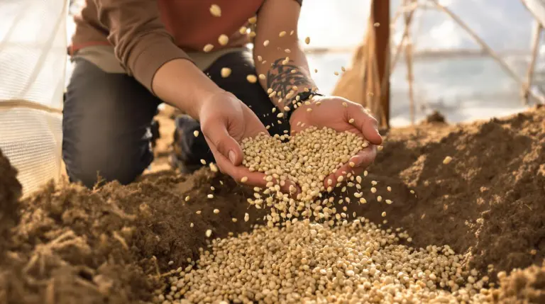 Aardappelen uit zaad telen: tot 50 ton per hectare halen